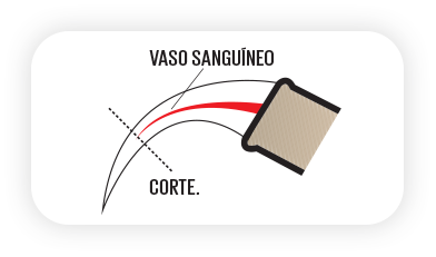 Como cortar e obter o vaso sangúineo